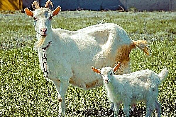 Escolhendo uma cabra e uma criança: recomendações para comprar e selecionar uma raça