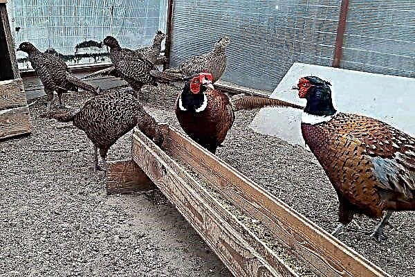 How to feed pheasants in the winter and summer months?