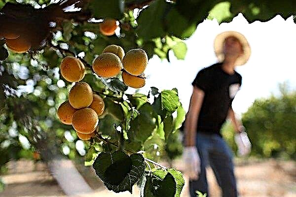 Culture d'abricot - règles, détails de plantation et recommandations utiles pour les soins