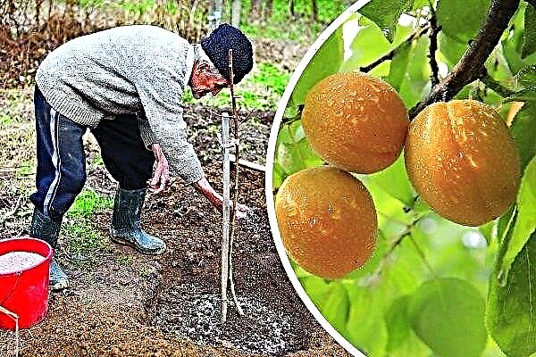 How to plant apricot in spring: features and step-by-step recommendations