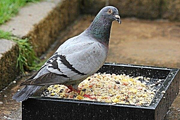 What do street pigeons eat and how to feed birds at home?