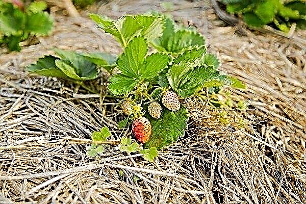 How, when and how to mulch strawberries?