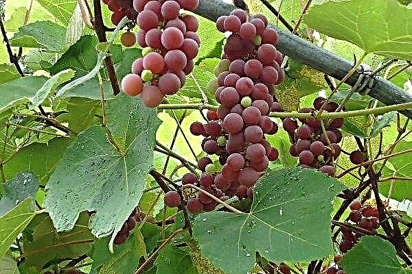 Gennemgang af Lydia-druer og reglerne for dens dyrkning