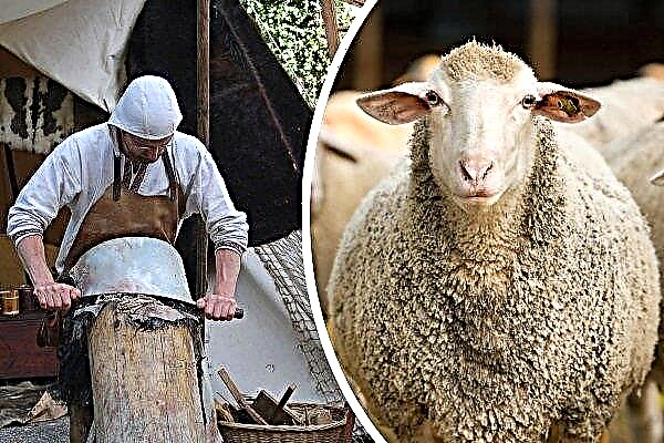 Hvordan laver man en fåreskind derhjemme?