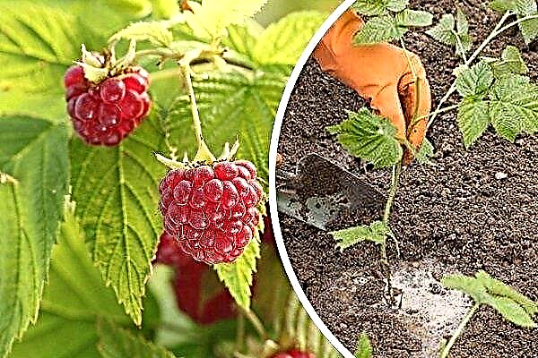Cara menanam raspberry pada musim bunga: cadangan untuk tukang kebun pemula