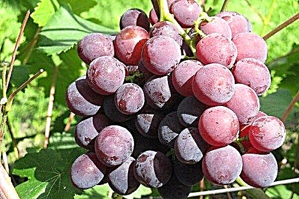 Rochefort grapes: description of the variety with photo