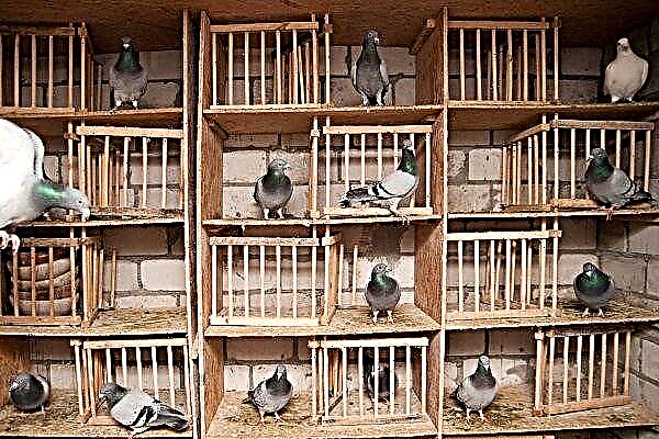 Comment garder les pigeons à la maison?