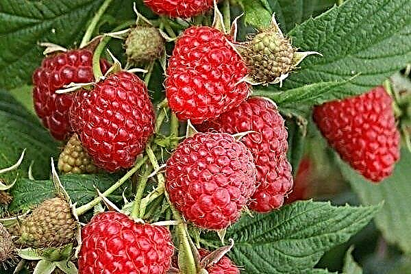 Variety of raspberries Glen Ampl: description and rules for growing