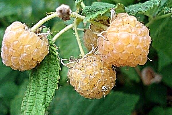 Overview of white raspberries: characteristics and popular varieties