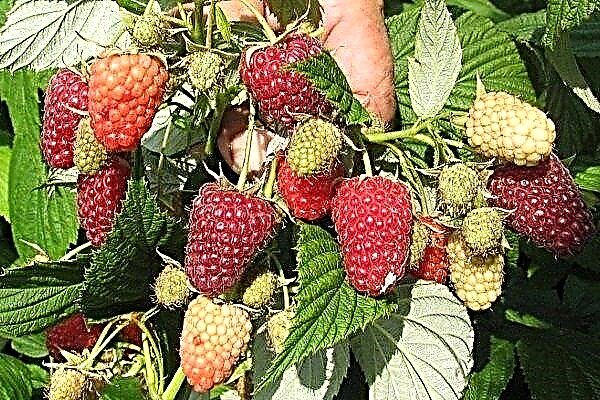 Riparazione di Polka Raspberry: caratteristiche di varietà e regole di coltivazione