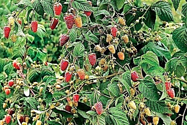 Raspberry Tale - una revisión completa de la variedad "hada"