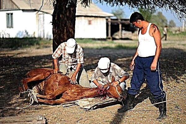 How to slaughter a horse?