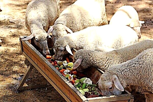 ¿Cómo y qué alimentar a las ovejas en casa?