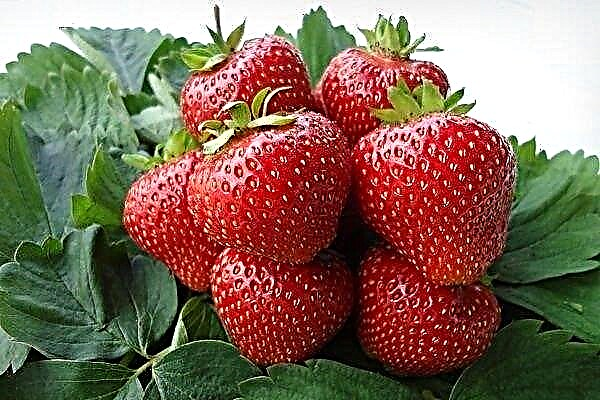 Kimberly - Examen complet des variétés de fraises