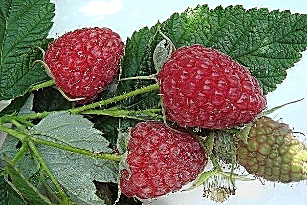 Gambaran keseluruhan varieti raspberry Brusvyana