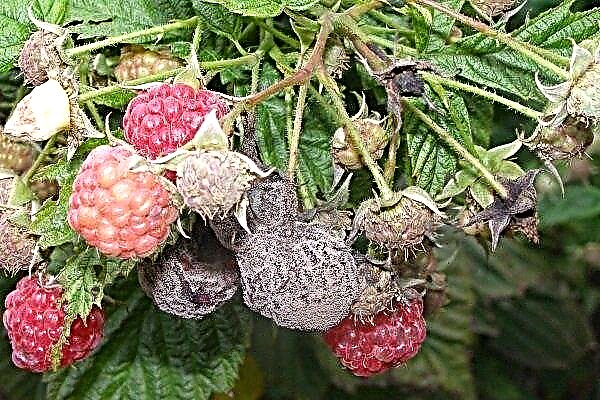 Description of Raspberry Diseases and Pests