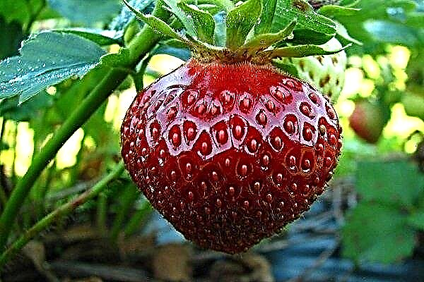 Les meilleures variétés de fraises avec photos et descriptions