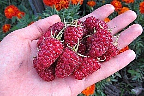 Raspberry-variëteit Giant Moscow: kenmerken, planten en verzorging