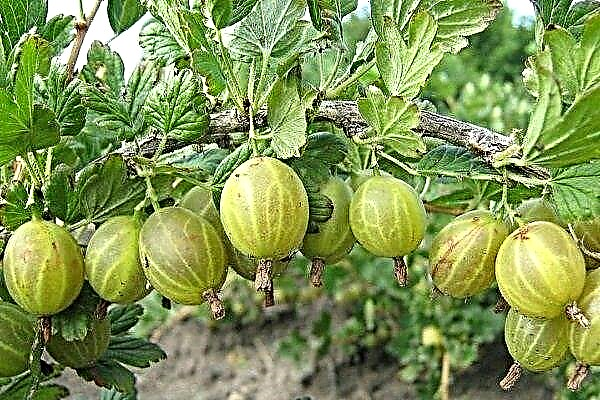 Gooseberry variety Rodnik: karakteristik, kelebihan dan kekurangannya