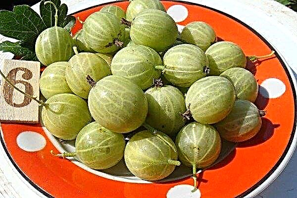All about Beryl gooseberry: characteristics of the variety, pros and cons, growing rules