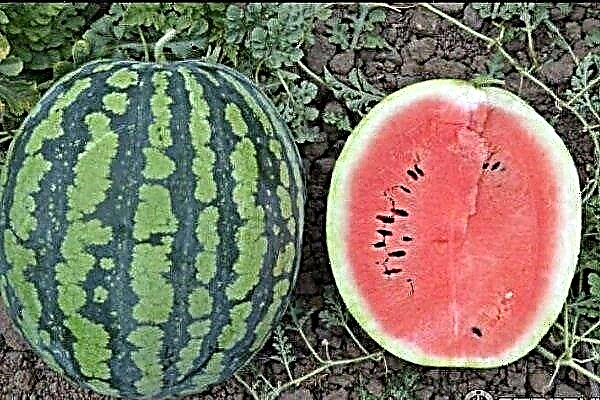 Sweet and fragrant watermelon Chill: features of the variety and cultivation