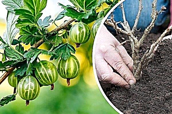 How to plant and grow gooseberries? Step by step recommendations