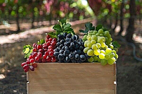 The best technical grape varieties with description and photo