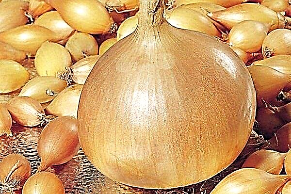 How to grow onions Hercules?