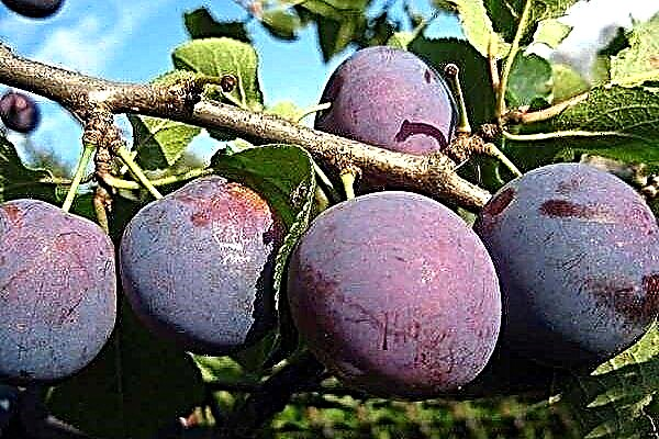 Aperçu de la variété de prune «Anna Shpet»