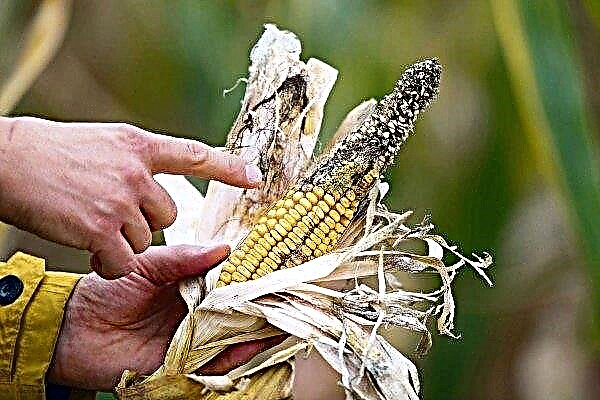 Do que o milho está doente e de que pragas protegem a colheita?