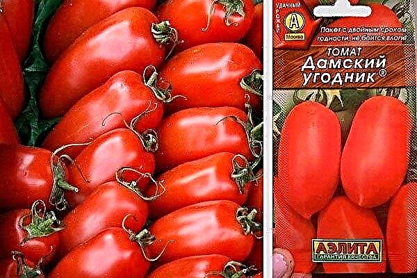 Det unike med tomat Ladies 'man, og hvorfor er det attraktivt for gartnere?