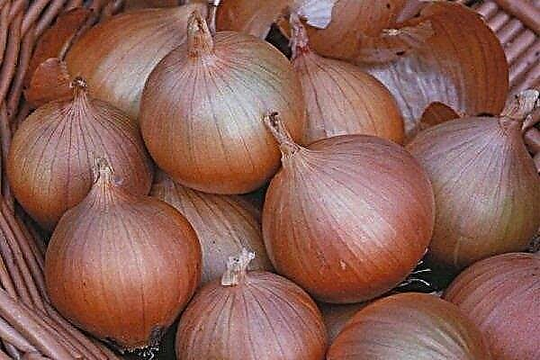 How to grow Setton onions?