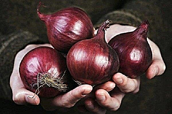 How to grow red onion Red Baron?