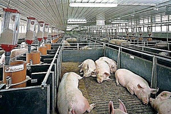 Sistem pengudaraan DIY di kawasan babi: arahan langkah demi langkah