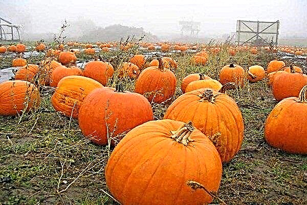 Features of growing pumpkins in the open ground