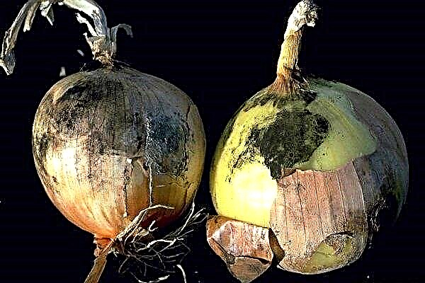 Ways to combat diseases and pests of onions and measures for their prevention