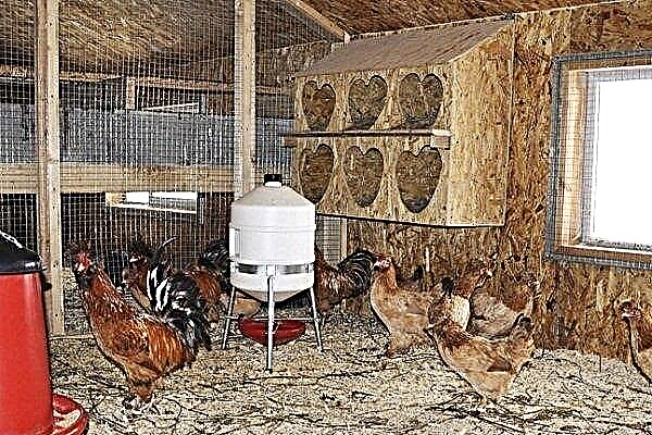 Hvordan laver man et ventilationssystem i hønsehuset med egne hænder?