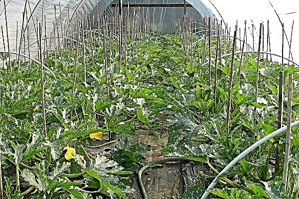 Как да отглеждаме тиквички в оранжерия?