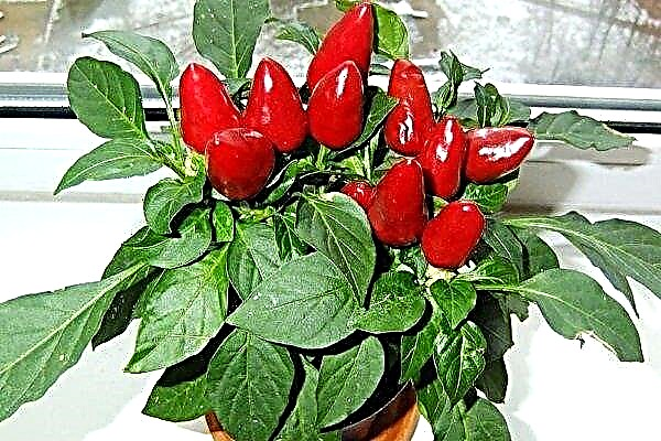 Chili pepper on the windowsill: planting and growing rules