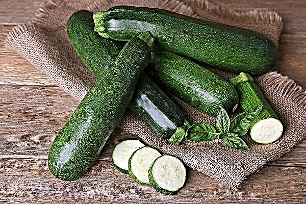 Zucchini Aeronaut - an early ripe variety with delicate pulp