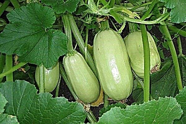 Gribovsky zucchini is a mid-early variety with excellent yields