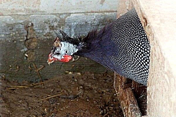 How to make nests for guinea fowls and keep a bird in them?