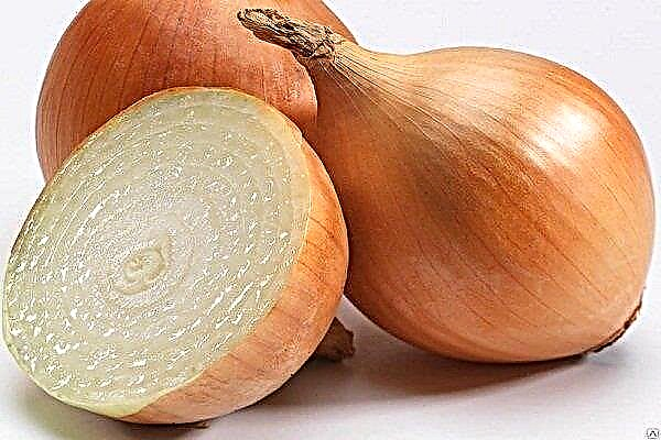 Description and varietal quality of onions Cupid. Landing and further care