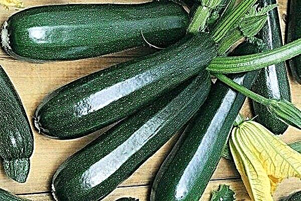 Zucchini zucchini squash adalah pelbagai tujuan universal awal
