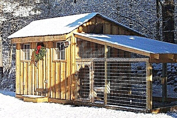 How to build a winter coop for 20 hens?