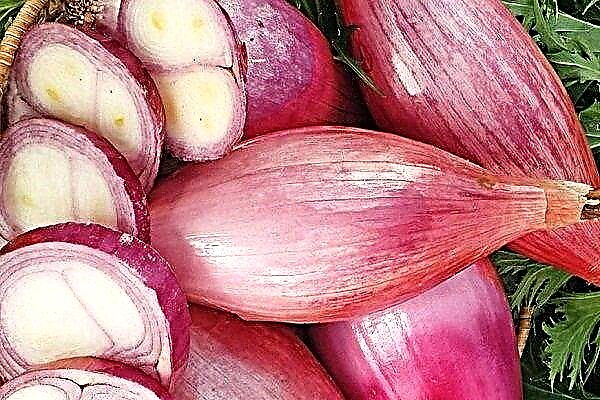 Shallots - a delicious variety of onions