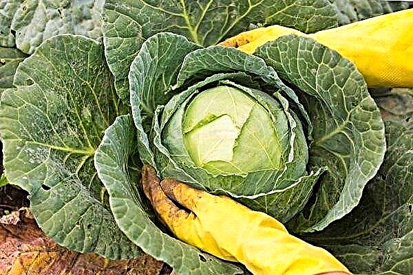 When should you pick the lower leaves of a cabbage, and when not?