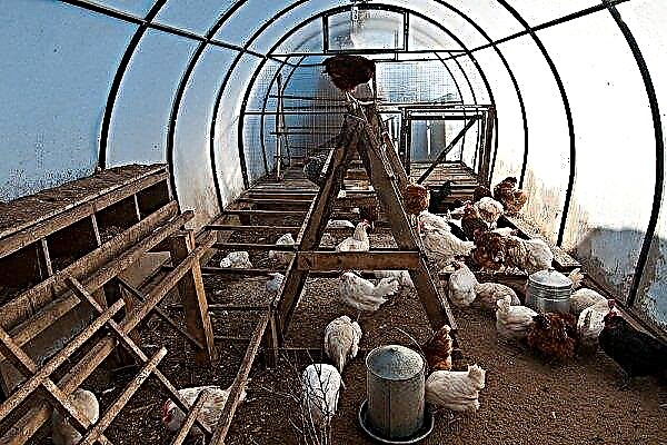 How to make a chicken coop in a polycarbonate greenhouse yourself?