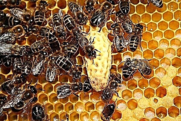 Was ist eine Königinzelle? Wie schneide ich es aus und verpflanze es richtig in eine neue Bienenkolonie?