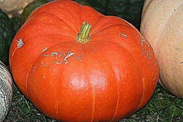 Overview of the pumpkin variety Melon: description and cultivation